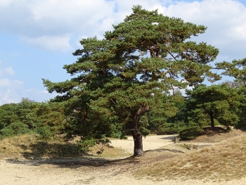 De Soesterduinen web