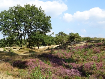 Soester Duinen web 1